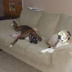 Meet your Posher, Tyler